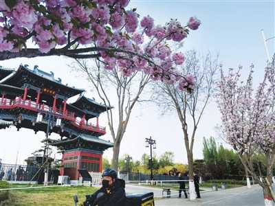 一起来南内环东街“樱花大道” 共赴樱花的“约会”