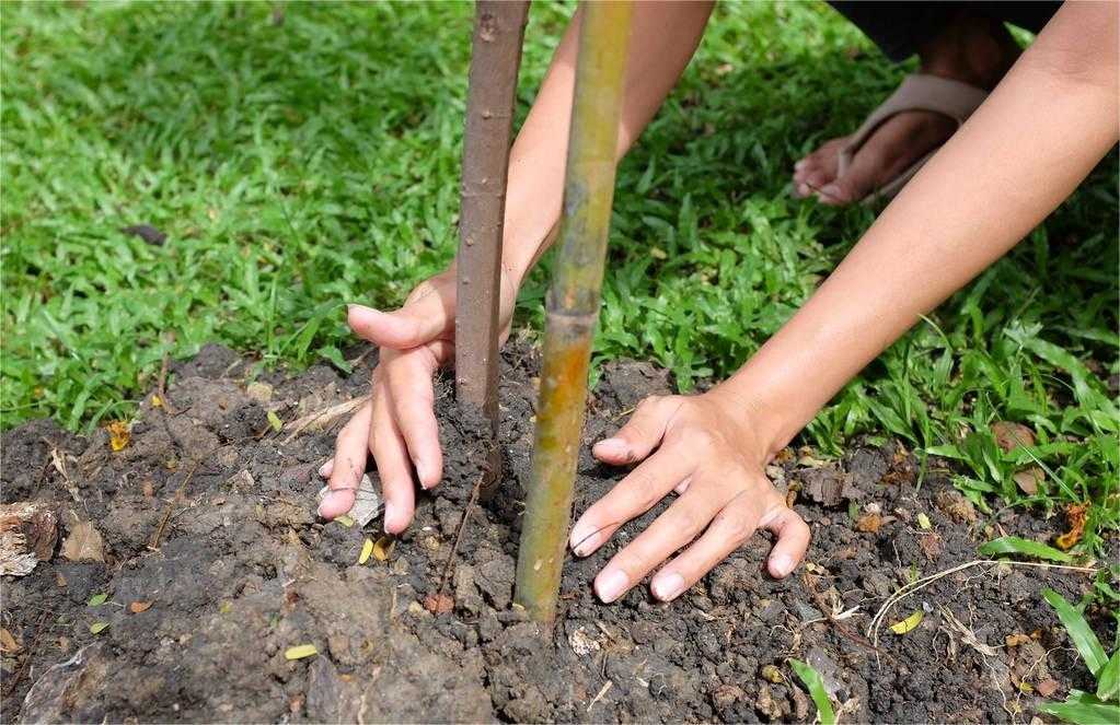 增加新功能 市民可通过“植树码”小程序参与义务植树