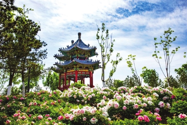 “国花”牡丹悄然盛开 最佳观赏期在4月下旬