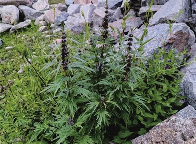 太原植物园科研团队时隔97年重新发现“五台山益母草”