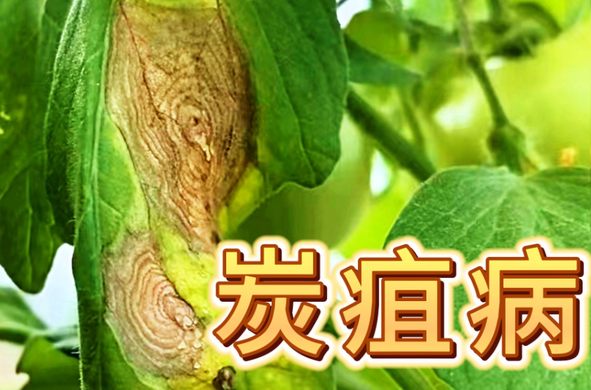做好日常防护 守住安全底线 初秋户外活动警惕炭疽